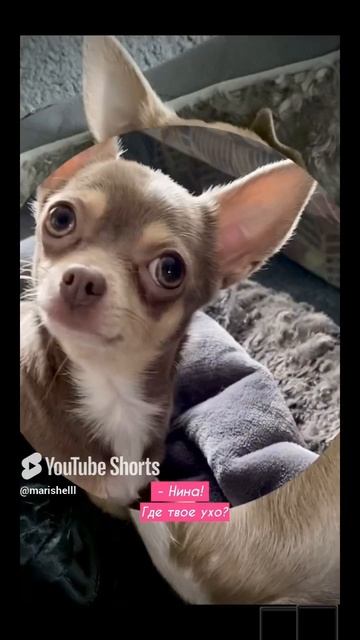 Чихуахуа Нина