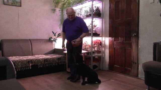 Ювентус первое занятие по дрессировке смотреть онлайн
