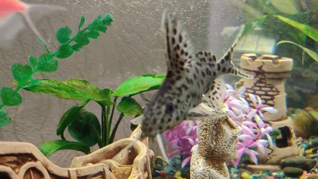 Сомик красуется