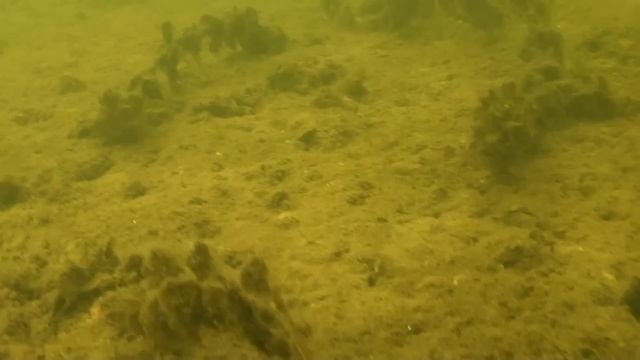 Криница. Подводная.Охота. Spearfishing. Шкиль Игорь