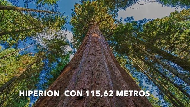 ÁRBOLES GIGANTES DE CALIFORNIA смотреть онлайн