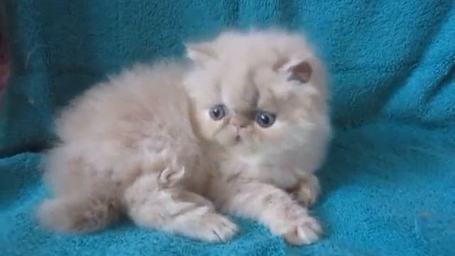 Котик крем 1 мес и неделя 20465 смотреть онлайн