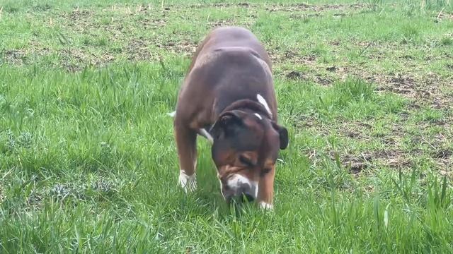 Макс кушает траву смотреть онлайн