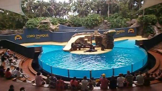 Лоро Парк, шоу котиков смотреть онлайн