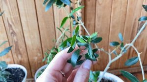 Оливковое дерево, укоренение черенков . Лавр благородный