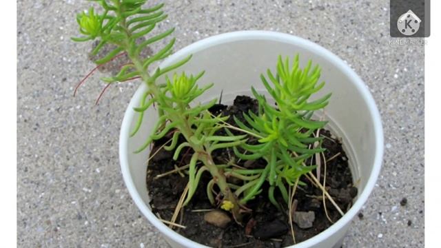 Tips for growing Sedum plant/Sedum plant care tips смотреть онлайн