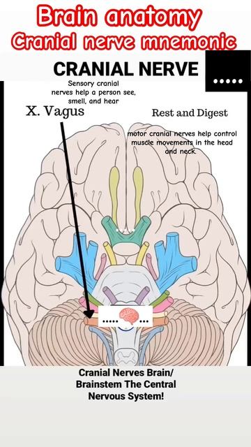 CNS|cranial nerve|mbbs|#shorts #short #trending #viral #ytshorts#mbbs #doctor #medical#youtubeshort смотреть онлайн