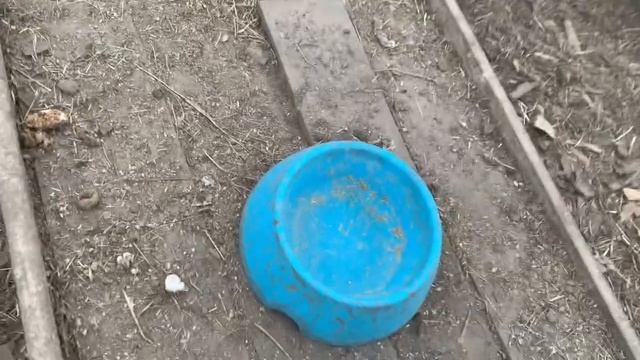 Еда у кур всегда в полном доступе_мешанка для кур_куры и теплица в зимнее время года_ смотреть онлайн