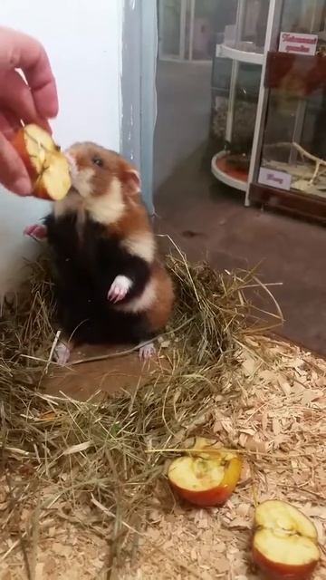 Zooygolok na sadovoi смотреть онлайн