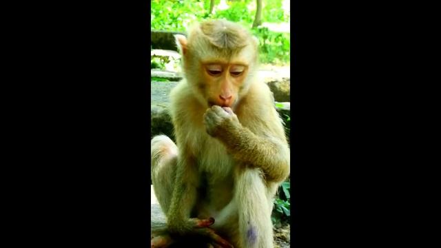Thanks you camera man Poor baby eating Lotus fruit From camera man смотреть онлайн
