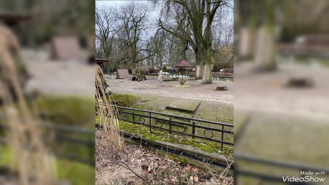 Во второй день весны 2025 звери Калининградского Зоопарка смотреть онлайн