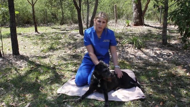 The Paralysis Tick - North Nowra Veterinary Hospital смотреть онлайн