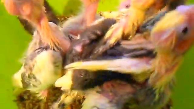 Выкормыши Корелл Воронеж к. т. 89102425378 смотреть онлайн