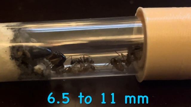 5 facts about Camponotus Atriceps смотреть онлайн