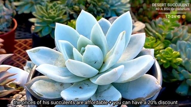 Bilihan Ng Rare & Imported Succulents Near Baguio • Ang Daming Choices | 다육식물 | 多肉植物 | Suculentas