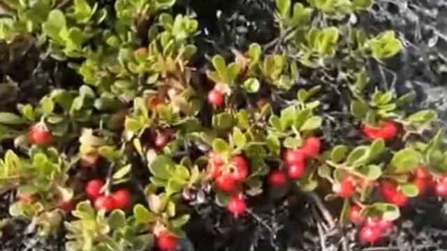 на крайнем севере