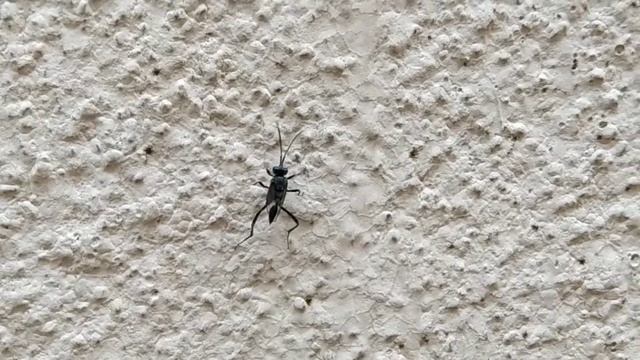 Ensign Wasp смотреть онлайн