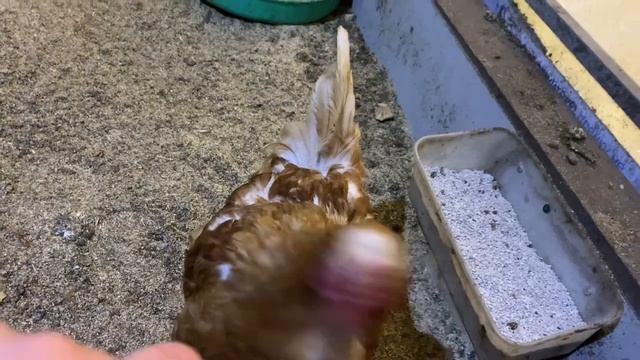 ПОТЕРЯЛА КОНТРОЛЁРА🤔НАШЛА ДВУХ😃__ЧАЙ КУРАМ__БОЛТАЮ С ВАМИ__СКОЛЬКО ЯИЦ__8 ФЕВРАЛЯ 2025 смотреть онлайн