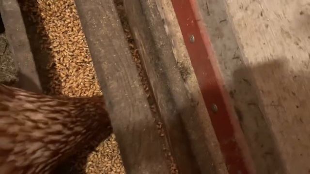 КУРИЦУ КВОЧКУ ВЫПУСТИЛА ИЗ ЗАКЛЮЧЕНИЯ_У КУРИЦЫ ЗАБИЛСЯ ЗОБ ПЫТАЮСЬ ЕЙ ПОМОЧЬ 🙁🥹☹️5 ФЕВРАЛЯ 2025 смотреть онлайн