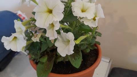 Моя рассада для огорода, пикировка в стаканчик 0.5 смотреть онлайн