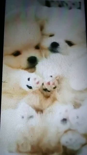 какие милие смотреть онлайн