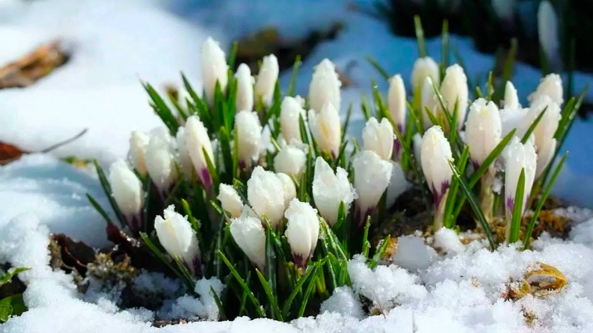 САМОЕ ВЕСЕННЕЕ ПОЗДРАВЛЕНИЕ С 8 МАРТА💐 смотреть онлайн