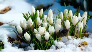 САМОЕ ВЕСЕННЕЕ ПОЗДРАВЛЕНИЕ С 8 МАРТА💐