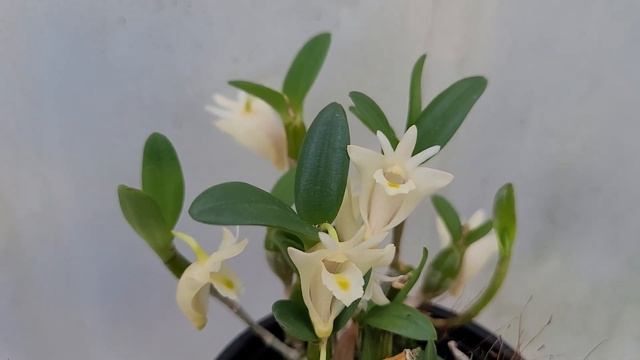Dendrobium Pachyphyllum