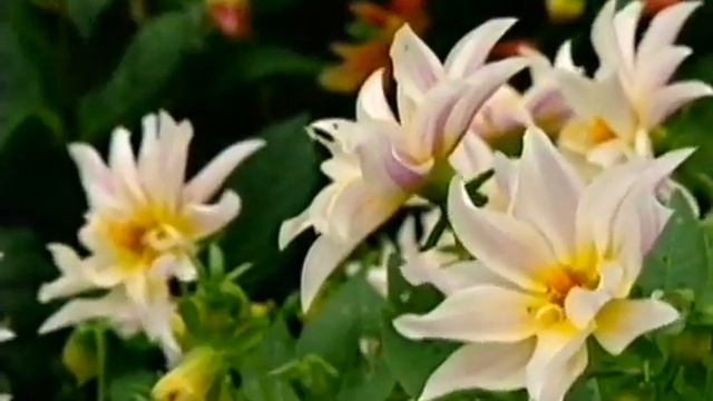 Gardeners World Seas 38 Ep 27/40 (Sept 16, 2005)