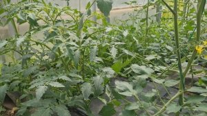 Устраняем увядание листьев на томатах