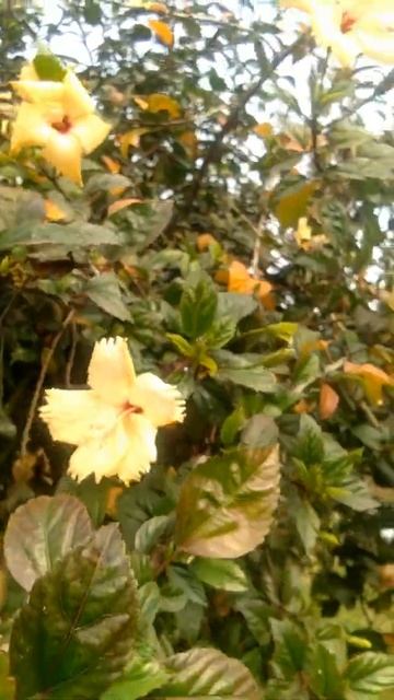 Shoeblackplant plant ( Hibiscus ) смотреть онлайн
