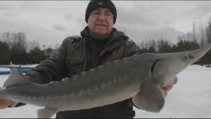 Как правильно ловить осетра на платном пруду.