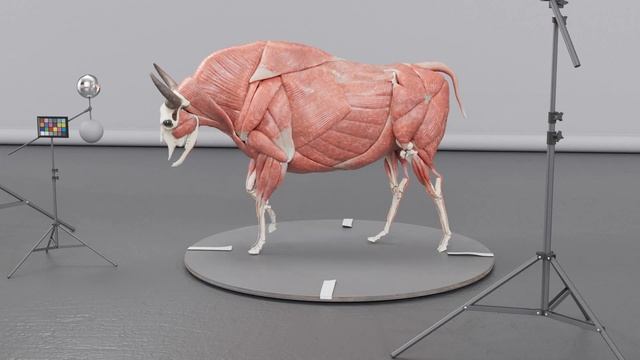 European Bison muscle simulation walk cycle смотреть онлайн