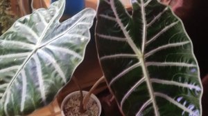 Алоказия Сухирманиана