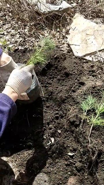 Саженцы кедра смотреть онлайн