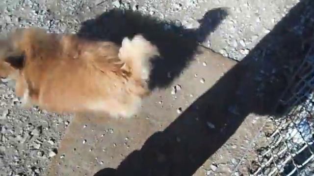 Chocolate, Pomeranian, Black White Shi Tsu,.AVI смотреть онлайн