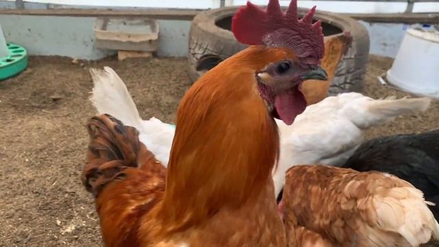 Вечернее кормление кур _ куры начали линять думают весна наверное🧐сколько яиц сегодня 11ФЕВРАЛЯ 202 смотреть онлайн