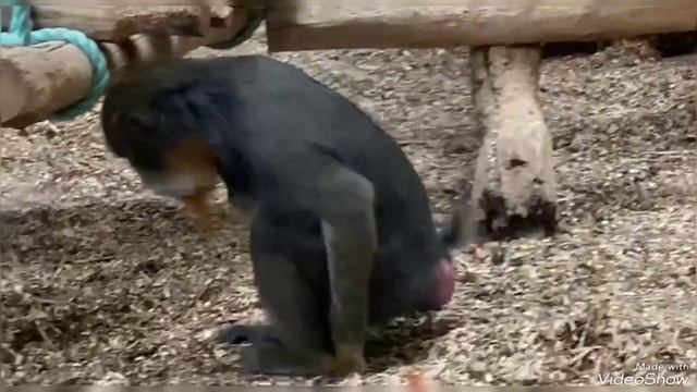 В "Тропическом доме" Калининградского Зоопарка 2 марта 2025 смотреть онлайн