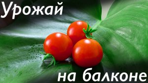 Как вырастить помидоры черри на обычном балконе
