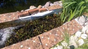 Вот так гибнет малек осетра в своем пруду.