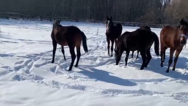 video5345990005724569920