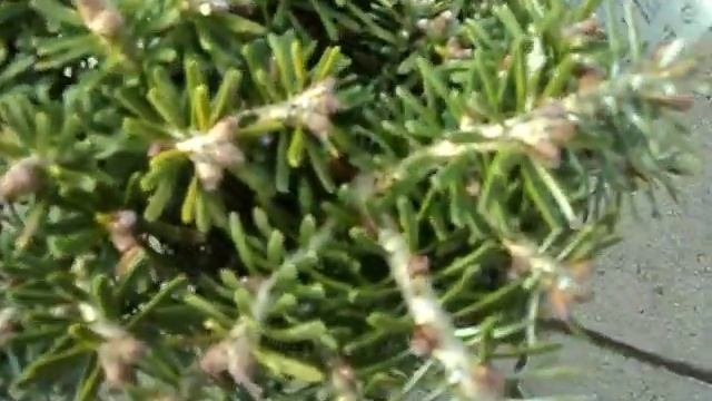Abies koreana Kristallkugel смотреть онлайн