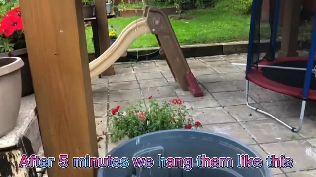 How to take care your plants in basket смотреть онлайн