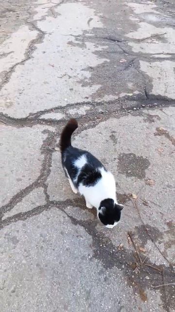 Мурчик #животные #cats #котенок #котики #кот #помощьживотным #cat #котята #коты #кошка смотреть онлайн