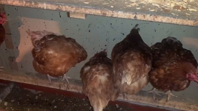 Курёхи сегодня гуляю на улице🐓Серёжа болеет🐔сколько сегодня яиц🥚🥚🥚😁😁😁😁23 февраля 2025 года🌸🌸🌸 смотреть онлайн