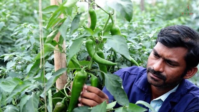 Elite Seeds  Market Launch