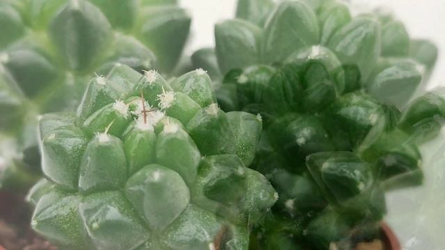 Mammillaria polythele cv. Stachellos смотреть онлайн