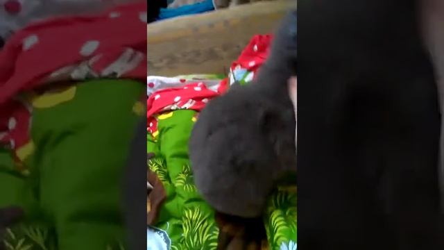 ♥|Издевательство над кошкой или превращение в инопланетян|♥ смотреть онлайн