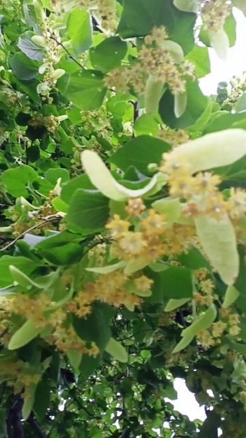 липа в цвету смотреть онлайн