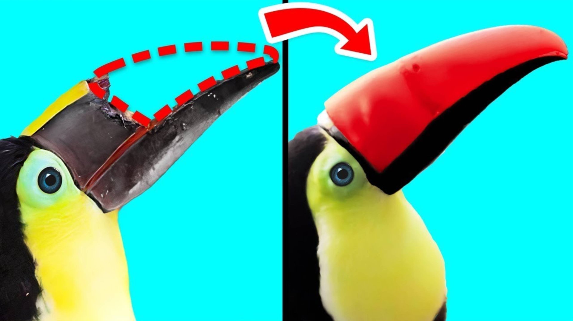 Как 3D-Печать Помогает Животным смотреть онлайн